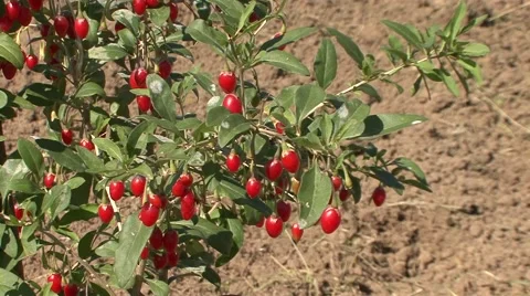 Goji berries on branches Stock Footage 42308023