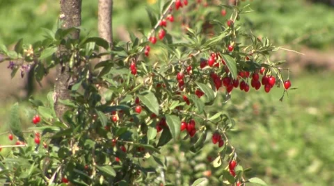 Goji berries ready for picking Stock Footage 42308788