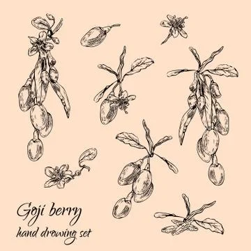 Goji berries set Stock Illustration