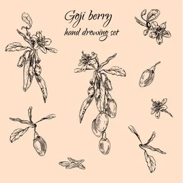 Goji berries set Stock-Illustration
