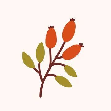 Goji Berry Branch Flat Vector Illustration Stock Illustration