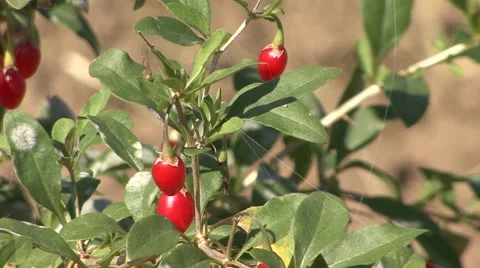 Goji berry covered with cobweb Stock-Footage 42307930