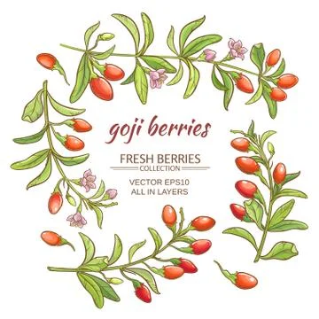Goji berry Stock-Illustration