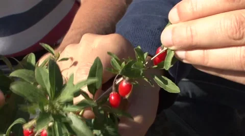 Goji berry picking Stock Footage 42308240