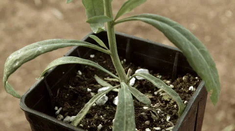 Goji berry plantation farm.Close up growing flower/plant in pot. Stock Footage 54328362