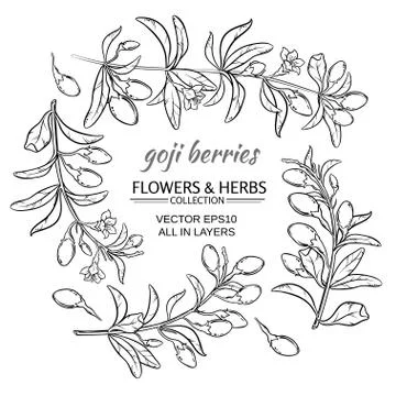 Goji berry vector set Stock Illustration