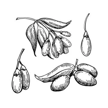 Goji berry vector superfood drawing set. Isolated hand drawn  il Stock Illustration