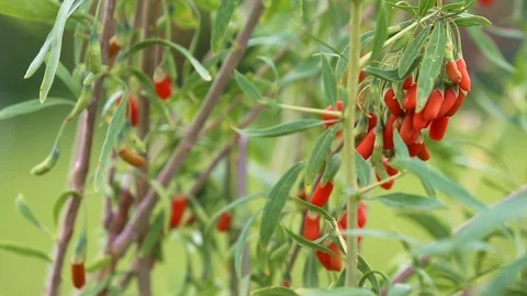 Goji fruit on branch Stock Footage 90558472