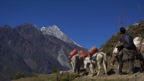 Gokyo trek- a low angle shot of a man ushering donkeys near Lukla airport Stock Footage 95942032