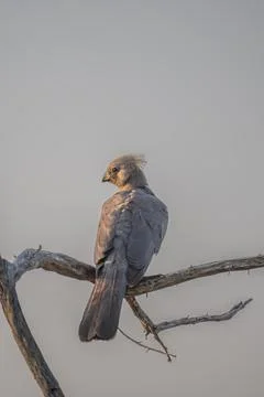 Gol-away bird Stock Photos