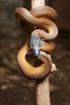 Gold Albertisi/white lipped python (Leiopython albertisi) wrapped around a branc Foto stock
