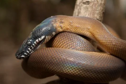Gold Albertisi/white lipped python (Leiopython albertisi) wrapped around a branc Stock Photos