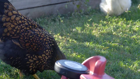 A gold and black hen looking for food as it free ranges in the garden backyard. Stock Footage 341492463