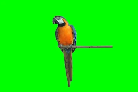 Gold and blue macaw Video stock 18691081