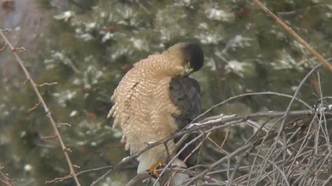 Gold and grey hawk spreading it's tail feathers Video stock 304096727