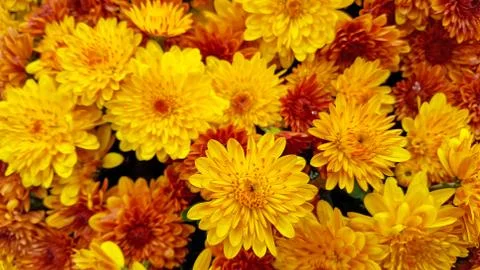 Gold and rust fall mums Stock Photos