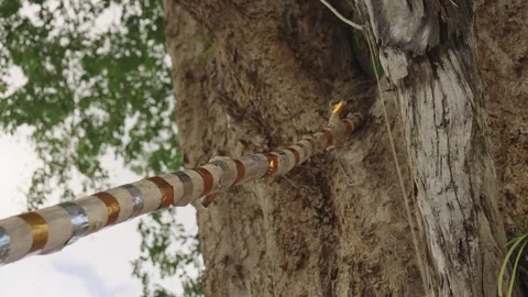 Gold And Silver Wrapped Support Poles Offered To Sacred Tree, Northern Thailand Stock Footage 338153963
