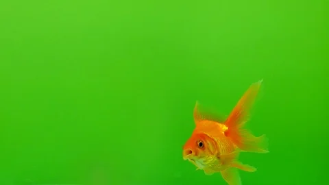 Gold aquarian small fish. 動画素材 116880474