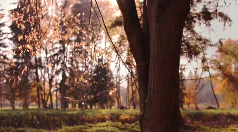 Gold Autumn in the City Park Stock Footage 59085047