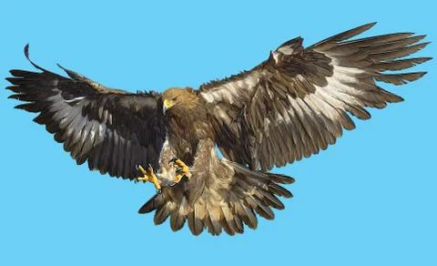 Gold Bald Eagle Bird Winged Flying Swoop Hand Draw And Paint On Blue. Stock Illustration