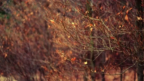 A gold, beautiful, spring forest. Stock Footage 153344386