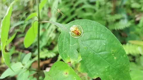 Gold beetle Video stock 234713532