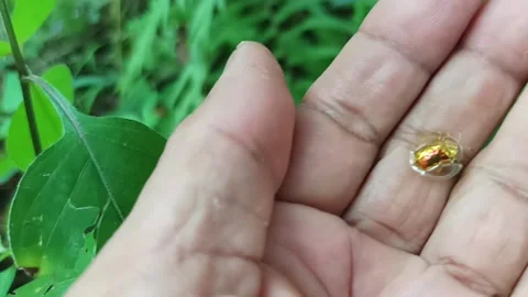 Gold beetle Video stock 234713938