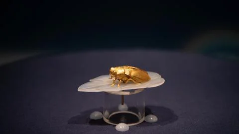 Gold Beetle Specimen specimen beetle gold display museum Stock Photos