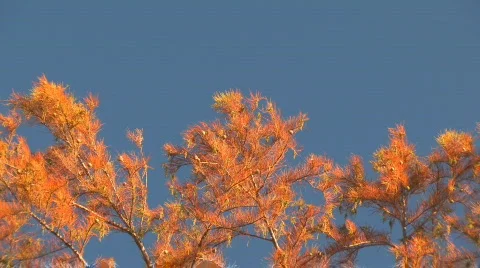 Gold on blue Video stock 842809