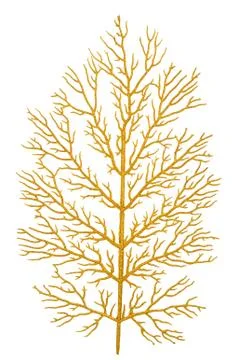 Gold branch Stock Photos