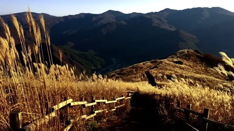 Gold brown reed mountain: 스톡 동영상 80149448