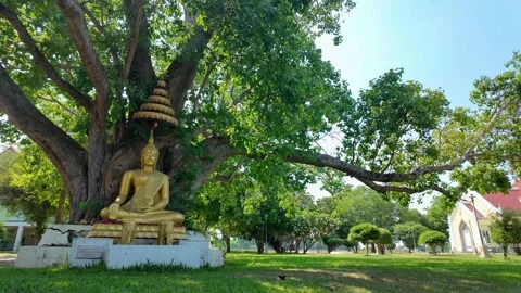 Gold buddha statue sitting under bodhi big tree Stock Footage 276339243