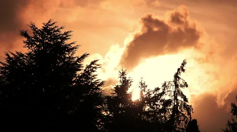 Gold burning sunset with clouds moving behind the trees: amazing sunset Stock Footage 55795797