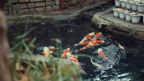 Gold carp in the garden Stock Footage 82919064