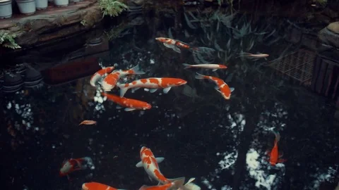Gold carp in the pond Stock Footage 82892124