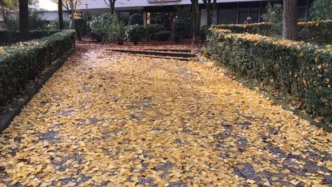 Gold carpet 動画素材 82462413