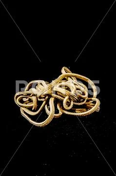 Snake Print Hood with Gold Chain