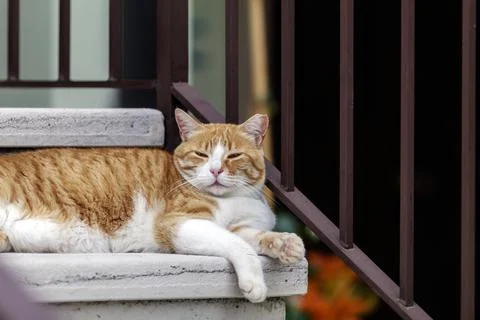 A gold colored cat Stock Photos