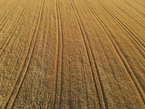 Gold colored crop field while the sun goes down in the countryside Stock Photos