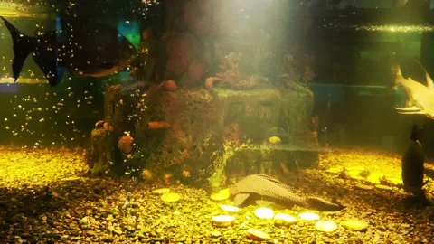 Gold-colored fish in the aquarium, black pacu and leopard catfish in the Stockbeeldmateriaal 303621061