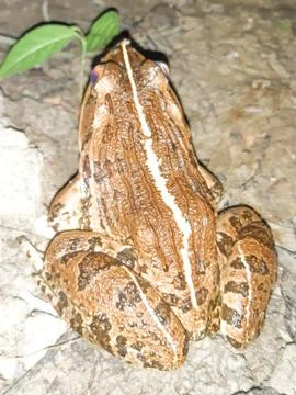 Gold colored frog. Stock Photos