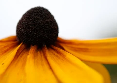Gold cone flower close up Stock Photos