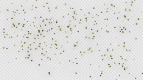 Gold Confetti Explosion Animation on a transparent background. 3D Gold Confetti Stock Footage 258946259
