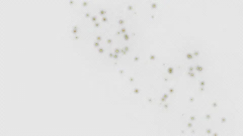 Gold Confetti Explosion Animation on a transparent background. Alpha channel. Stock Footage 260124561