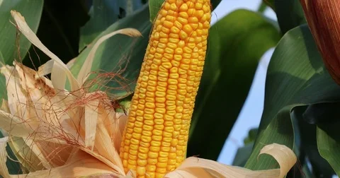 Gold corn cob Video stock 73006524