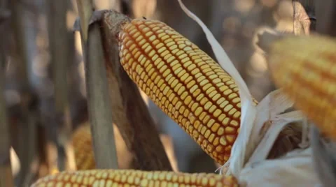 Gold cornfield 库存影片 51288517