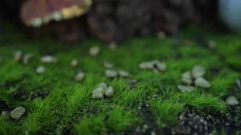 Gold covered macarons and artificial butterfly on wooden stump Vídeo Stock 70095531