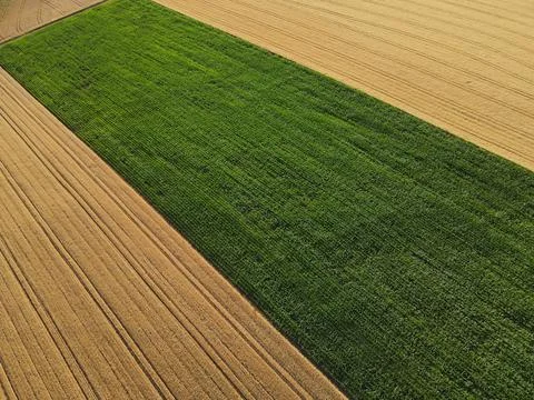 Gold crop fields with a green colored corn field from above in summer Stock Photos