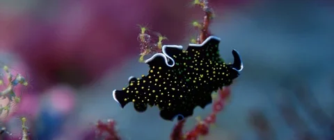Gold dotted flatworm (Thysanozoon sp.) Sits on a coral branch Video stock 84920074