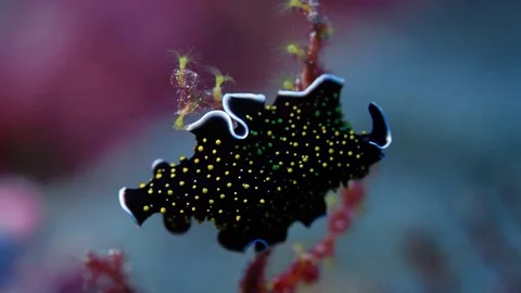 Gold dotted flatworm (Thysanozoon sp.) Sits on a coral branch Video stock 84930857